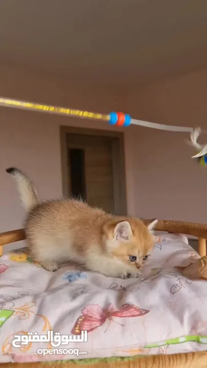 golden British shorthair