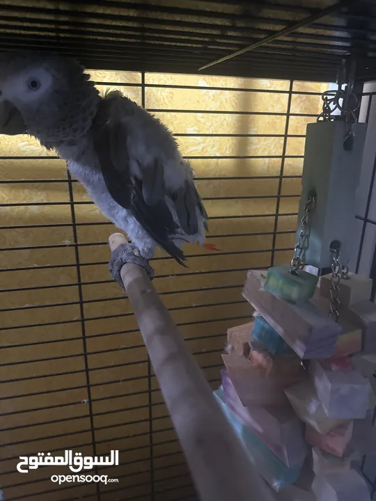 African grey fully tamed and playful