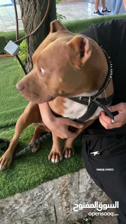 بتبول رد نوز حجم قصير