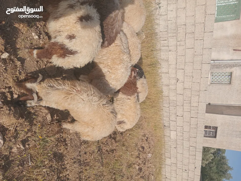 خرفان عدد 7 وعبوره   العمر 4