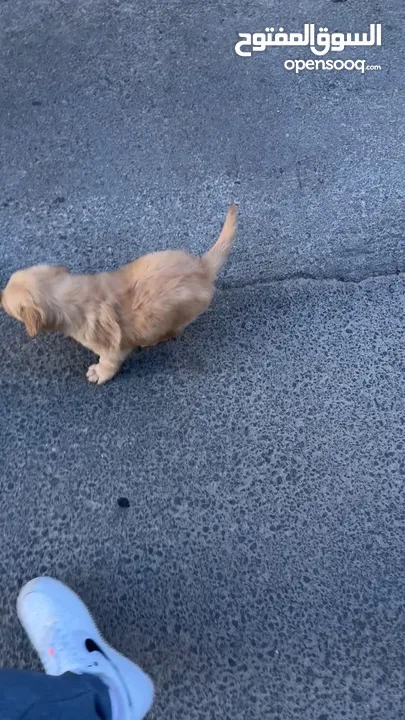 puppy Golden Retriever جرو جولدن رتريفر