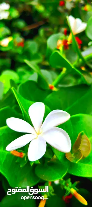 ورد الياسمين