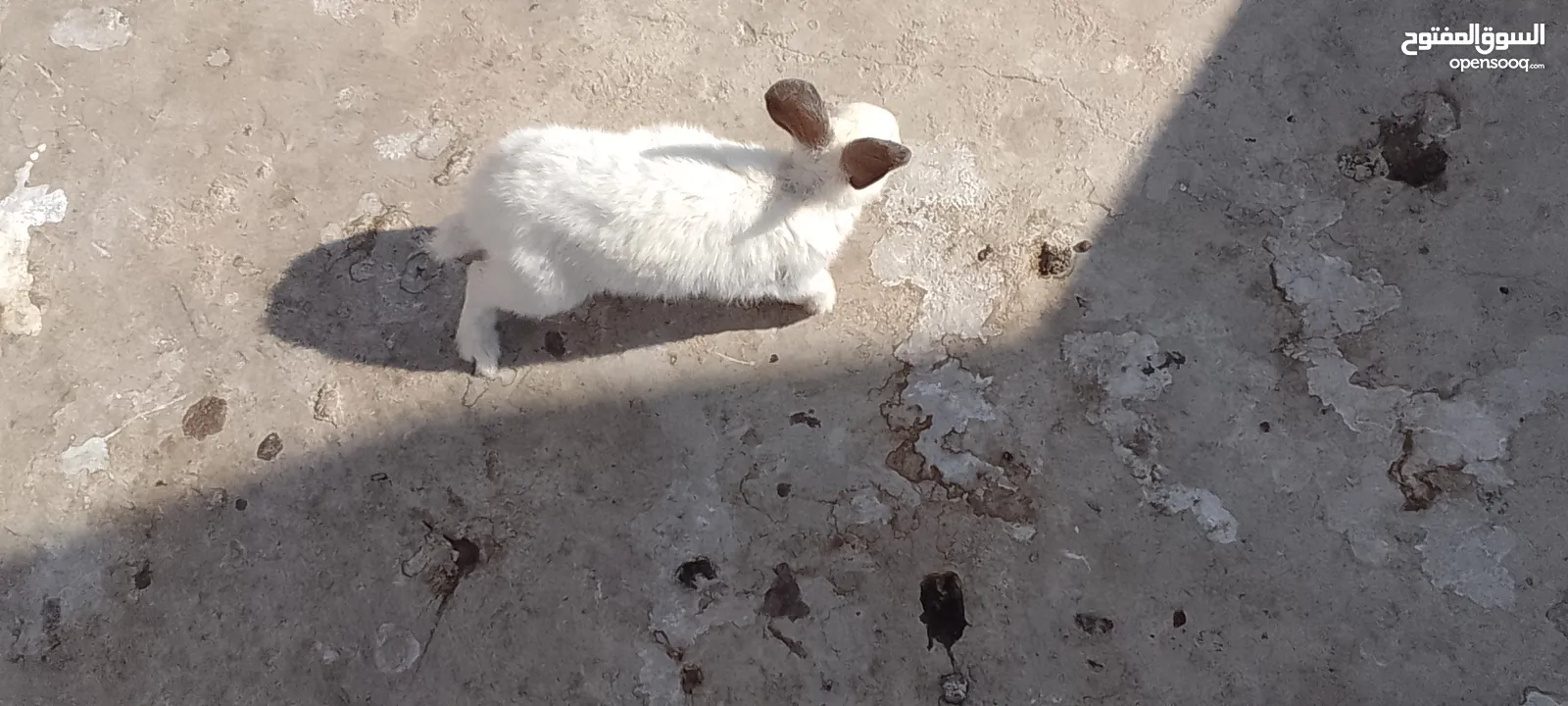 ارانب للبيع
