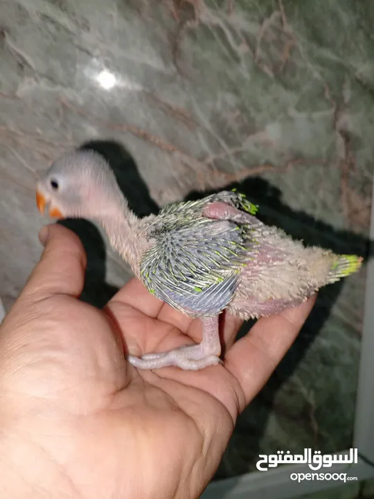درة روز وكوكتيل