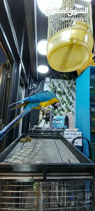 ببغاء مكاو متكلم لون مميز محجل