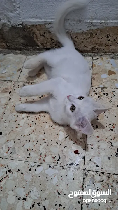 قطه  شيرازي للبيع صحته ممتازه  ذكر
