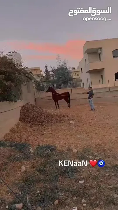 خيل عربي آصيل