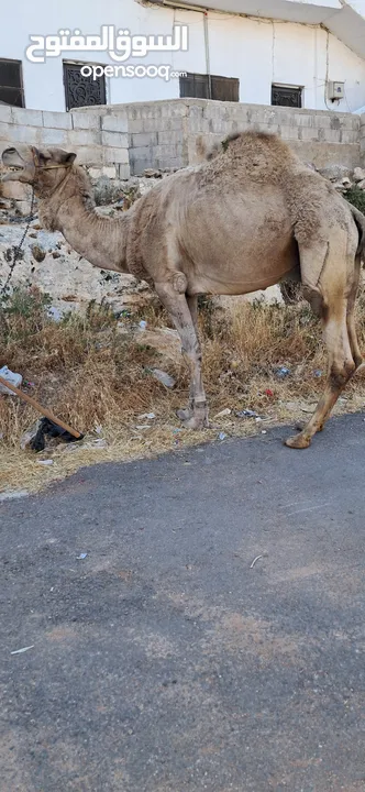 جمل ضحيه بصلاه عالنبي