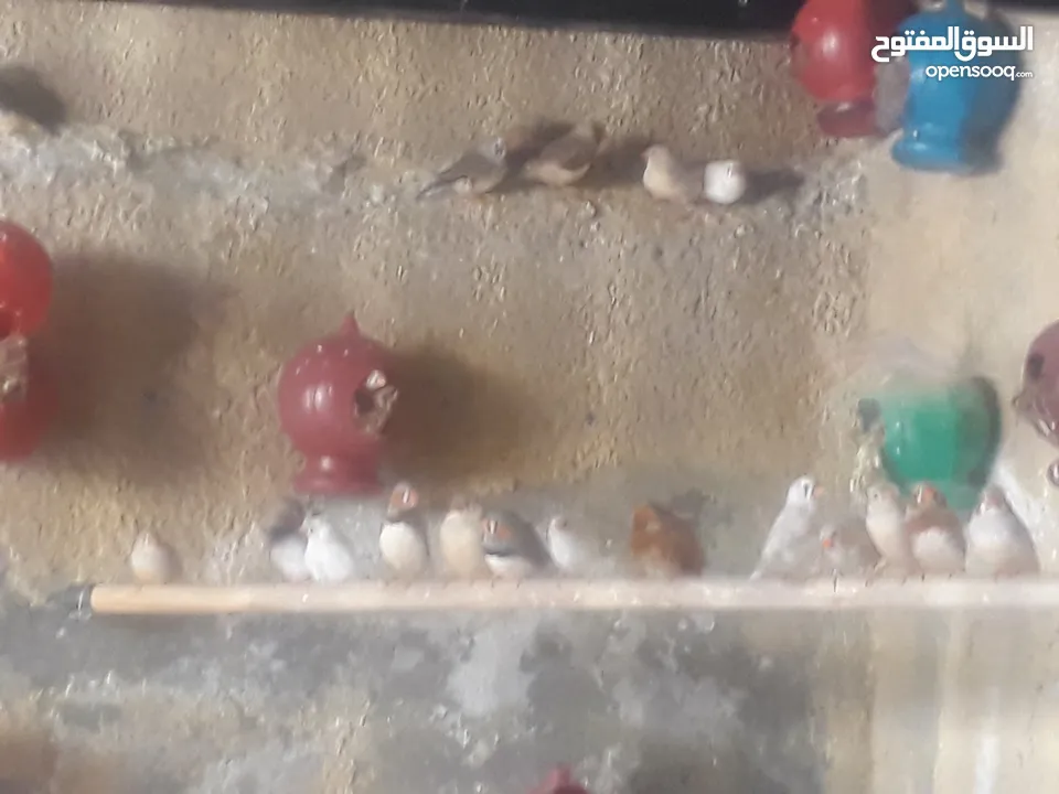 عصافير فينك ( زيبرا ، طيور جنة )