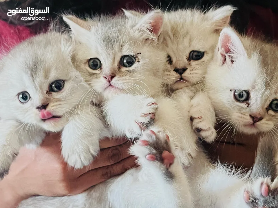 British shorthair and Turkish mix kittens