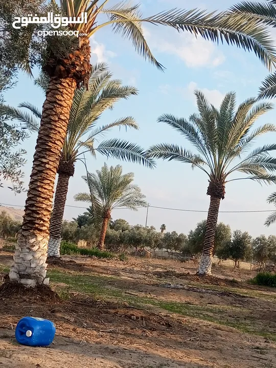 بيع نخيل مثمر وزينه وشنطونيا