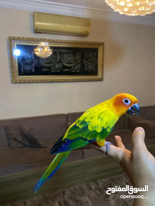ببغاء صن كنيور عباره عن لعبه  تفاصيل عبر الرقم