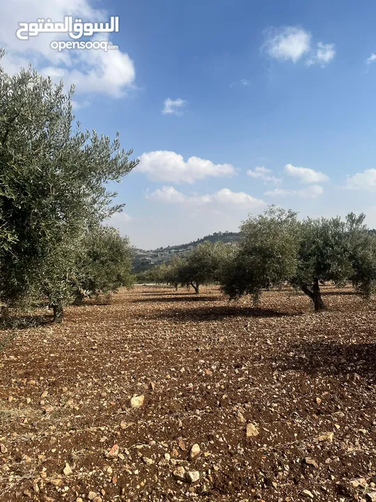 فرصة العمر مزرعة زيتون راقية  طريق اربد عمان كافه الخدمات 17 دونم و نص منتجه