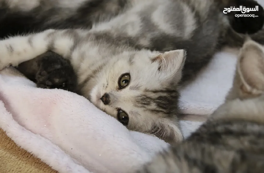 Scottish fold and Scottish straight kittens