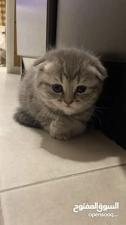 Pure scottish fold short hair for adoption قطط سكوتش فولد بريطاني