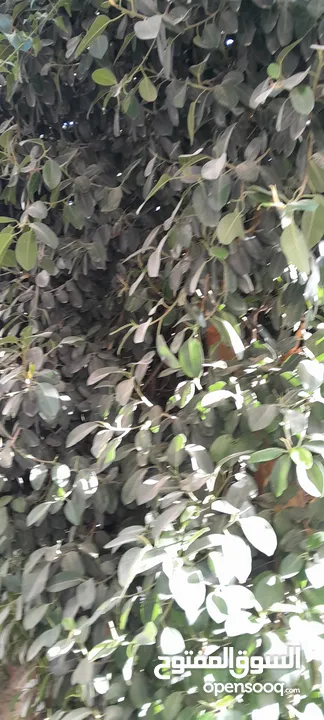 شجره مطاط زينا
