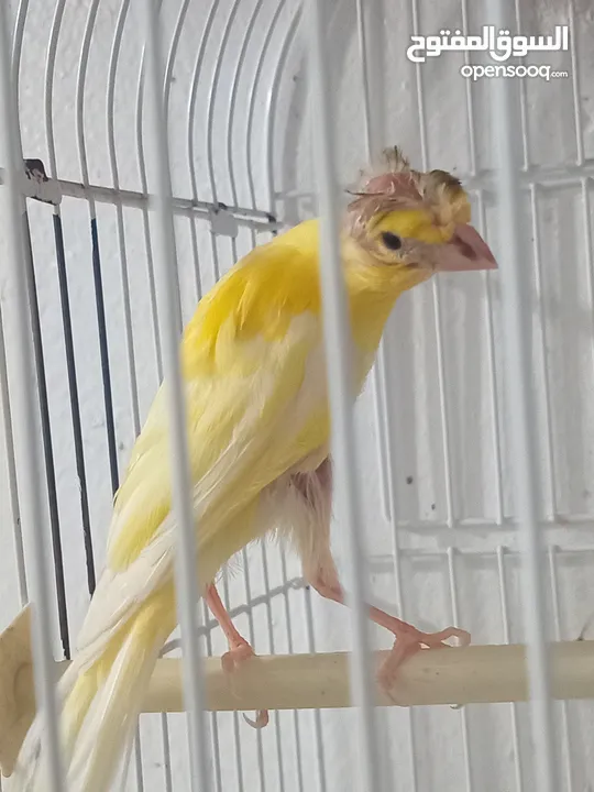 أربع حبات بناديك جنوبي عمر ثلاث شهور للتواصل زرقاء جبل طارق