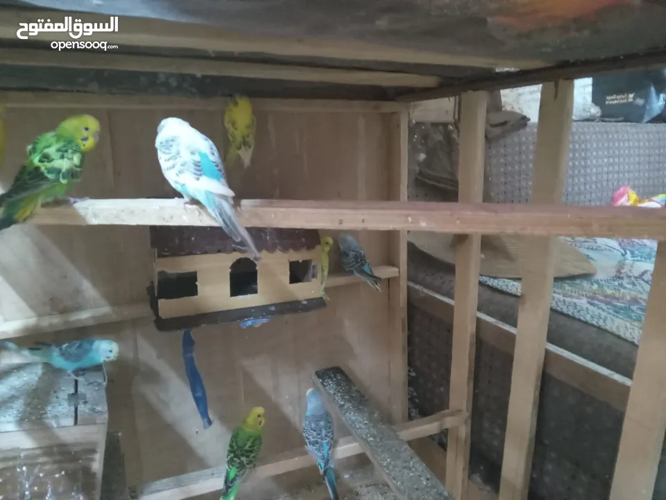 طيور الحب نوع البادجي بأحلى الألوان والأصوات
