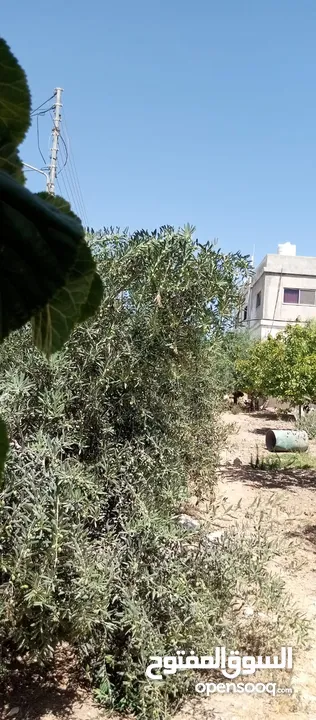 بيوت للبيع