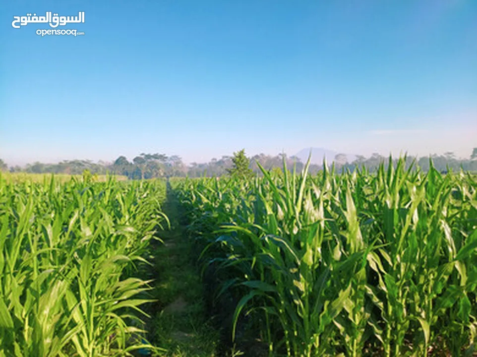 قطع اراضي للبيع من المالك الزرقاء رجم الجدعان قاع خنا خرزة القاع مديرية اراضي الزرقاء