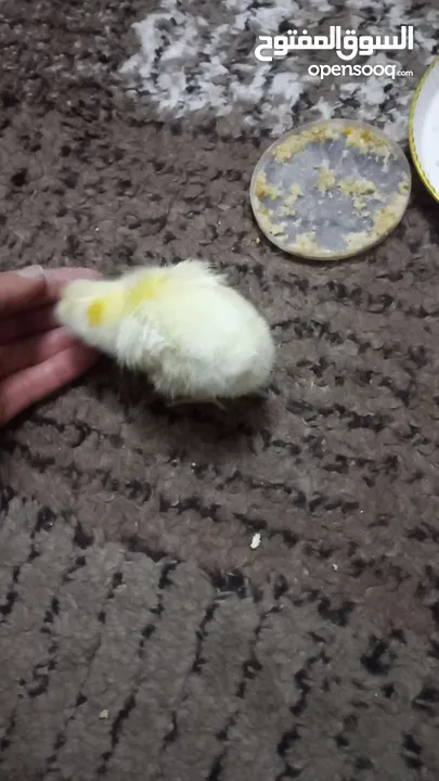 فوزي فرخ ديك صغير لطيف حيوان اليف للبيع وليس للذبح والأكل  little rooster as a pet for sell