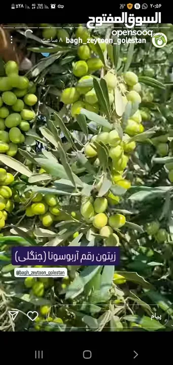 بائع مواد غذائی