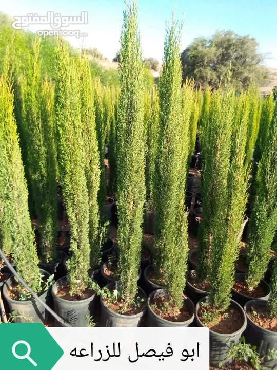 جميع انواع الاشجار الزينه والمثمره بأفضل الاسعار