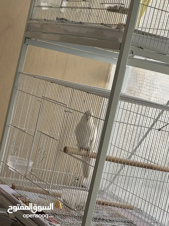 Cocktail albino love birds orange