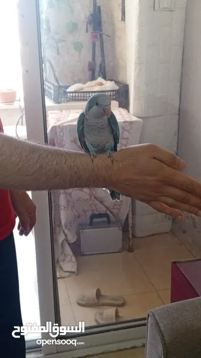 زوج ببغاء كويكر للبيع مع قفص تقريباً 90 سم
