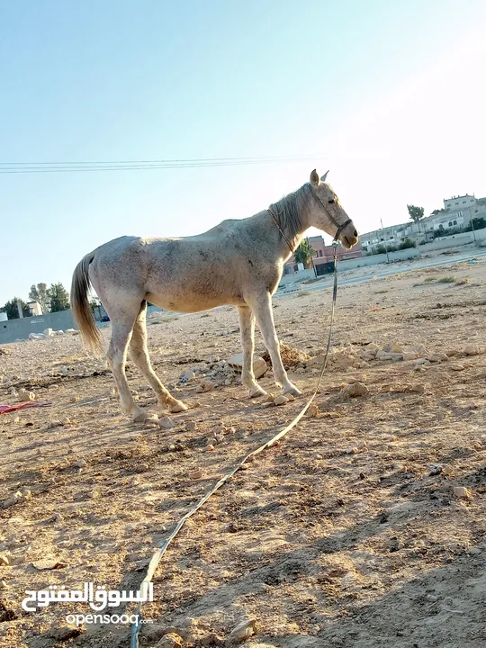 فرس عربية بدوية للبيع