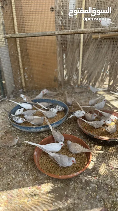 Dove bird pigeon دوف مكس للمهتمين للتربية منتج