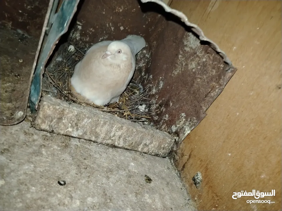 حمام للبيع انواع من ضمن هاي الانواع لوت قلاب وعراقي قلاب وعندك شرشلي وملكويات بولنديات مزهورات سوكسف