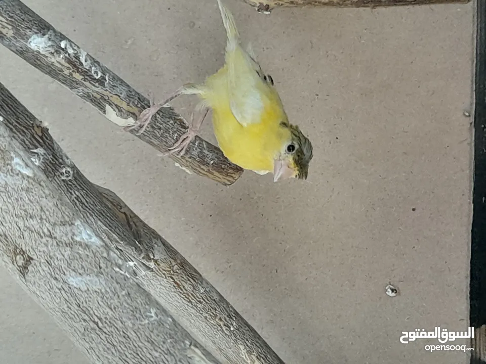 حبتين كنار أحمر واصفر مقرفل العمر شهرين