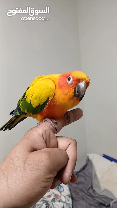 hand tamed sun conure parrot