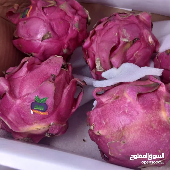 شتل فاكهه التنين