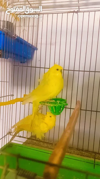 جواز وحبات طيور