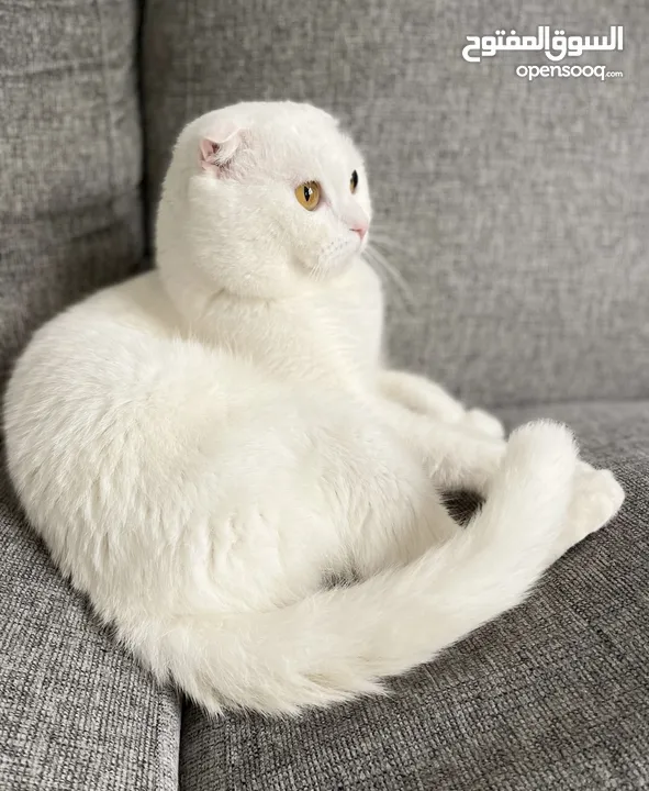 Pure White Scottish Fold kitten