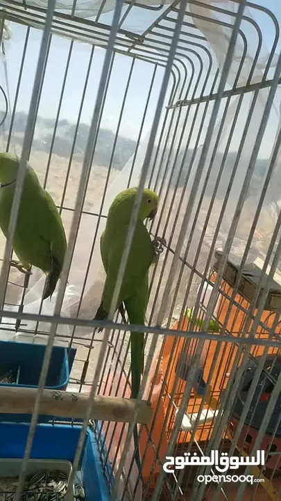جوز ببغاء الدره السعر 70