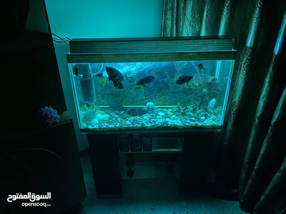 حوض سمك اوسكر كامل اغراضو للبيع
