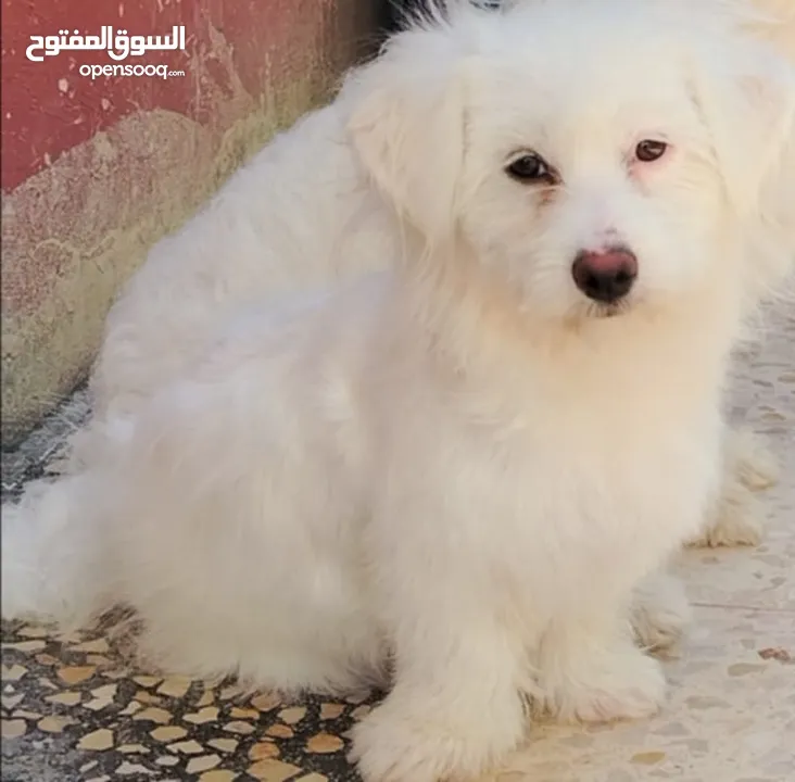 بسم الله ما شاء الله انثى ملتيز طفره سعر مناسب اقرا الوصف