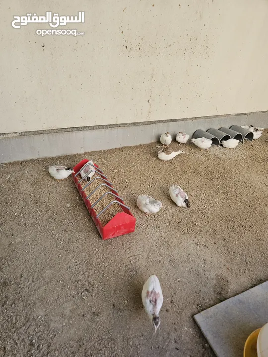 سمان صيني ( الملكي)