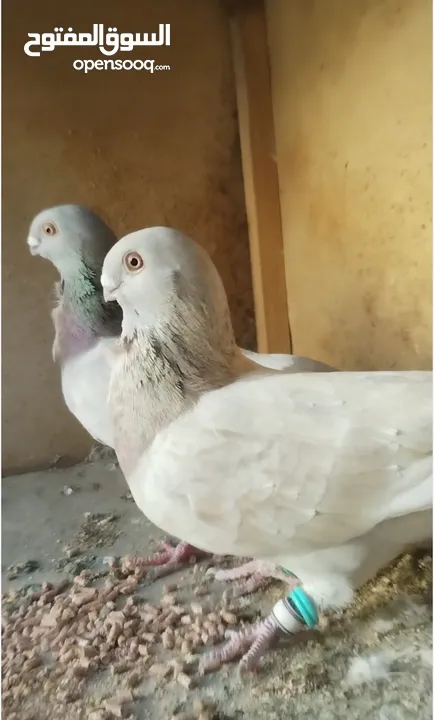 جوز كشكي اصفر طيره عجمية فحل هومر جوز مسكي
