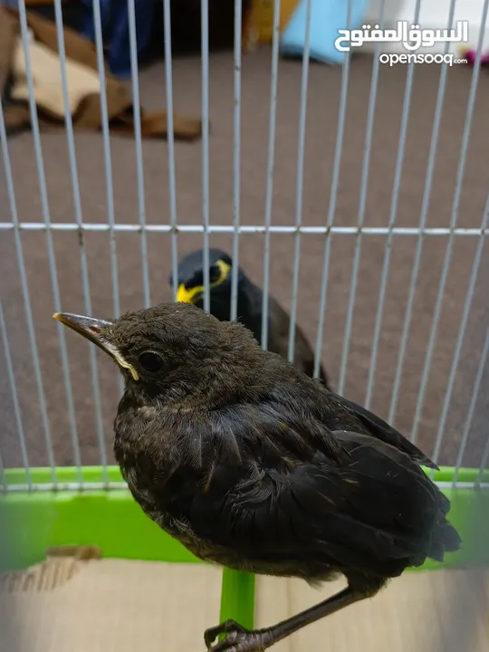 شحرور طيور