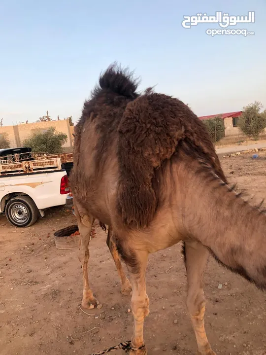 ناقه ثنيه طيبه قصا باللحم شغل ضحيه