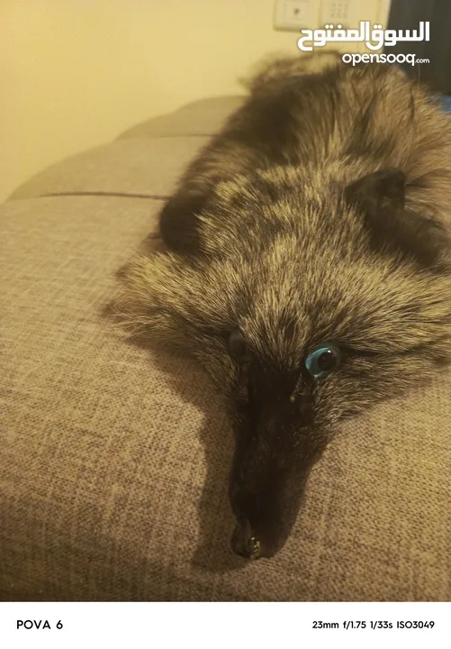 فروه silver fox