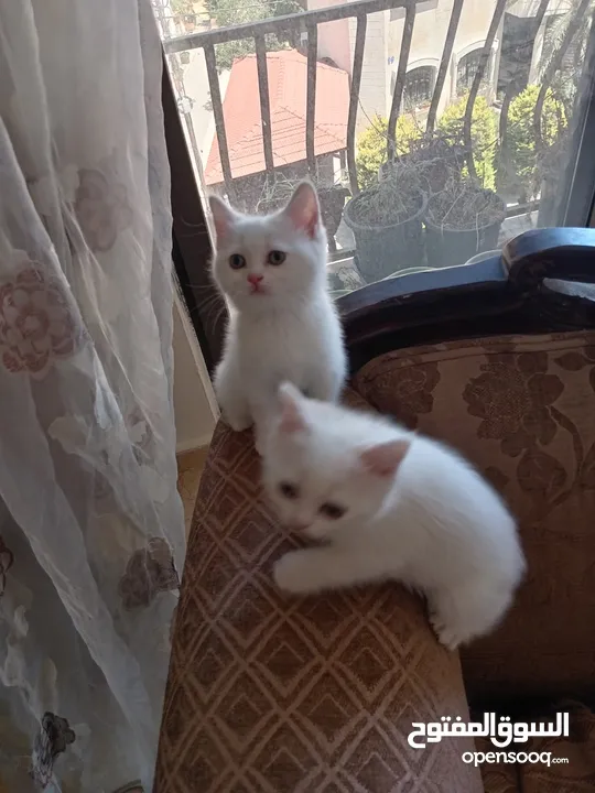 3 قطط مكس شانشيلا سكوتش فولد للبيع