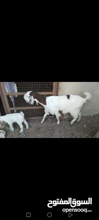 عنز وراها سخله بيضا برصا مميزه