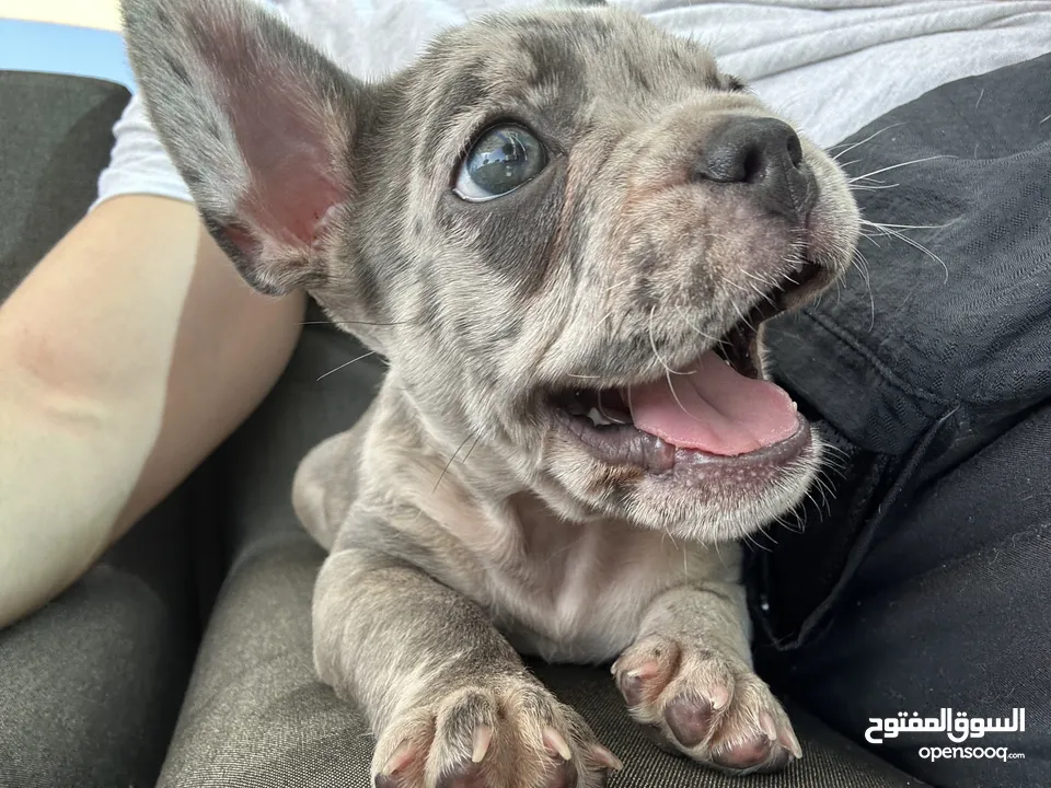 Adorable French Bulldog Puppy weeks