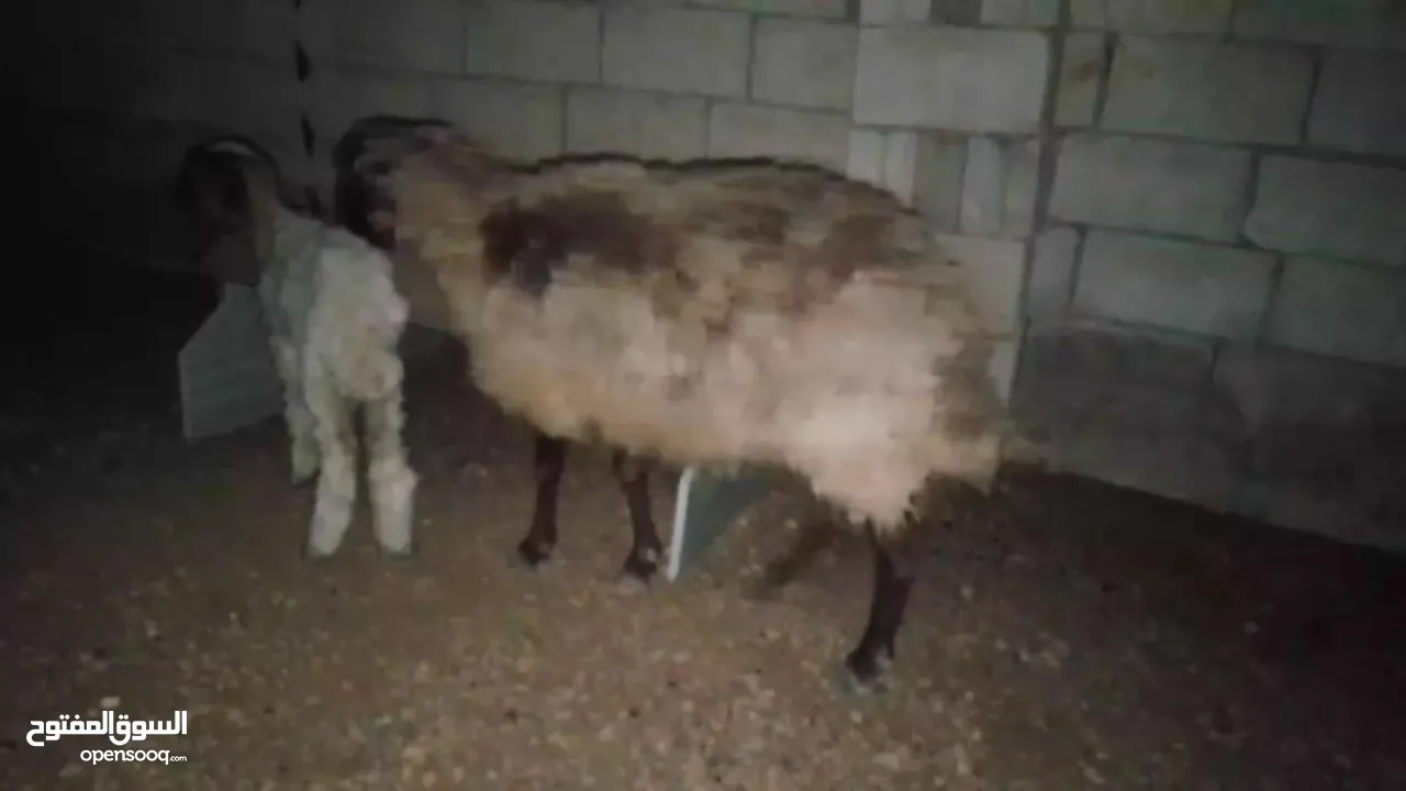 نعجه بصلاة عل نبي معها عبور