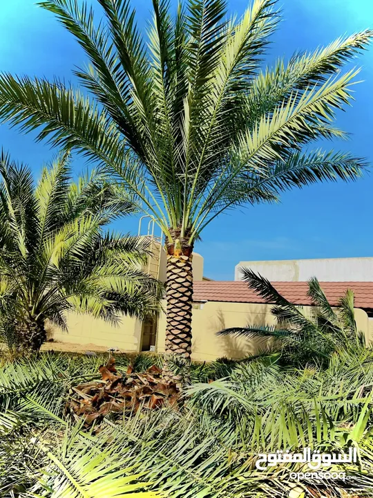 Palm Trees &  Washingtonian palm